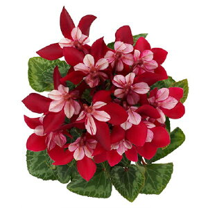 yԕczVN WbNX Cbh 9cm|bg 1c