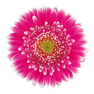 ԕc K[fK[x KrlA XEB[g tBGX^ 9cmO|bg 1c _ѐYȕio^ o蒆 Sweet Fiesta