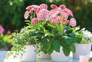 ԕc K[fK[x KrlA XEB[g [Y 9cmO|bg 1c _ѐYȕio^ i햼FGarsweetmemo