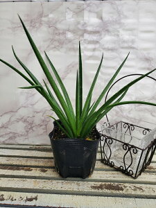 ԕc }Kx obhwAfC 9cm|bg 1c _ѐYȕio^ o 34315