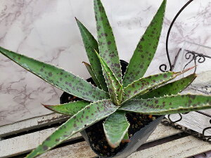 ԕc }Kx tbN Ah XybN 9cm|bg 1c _ѐYȕio^ o 34314