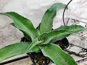 ԕc }Kx tH[OEH[^[ 9cm|bg 1c