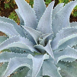 ԕc }Kx Vo[tHbNX 9cm|bg 1c