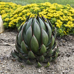 ԕc }Kx vCOnY 9cm|bg 1c _ѐYȕio^o蒆 o薼́FPraying Hands