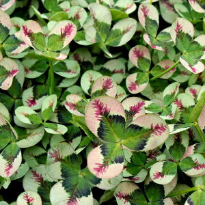 yԕczN[o[ eBg [W 9cm|bg 1c _ѐYȕio^ o蒆