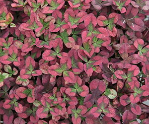 ԕc N[o[ eBg C 9cm|bg 1c _ѐYȕio^ o^ԍ 21539