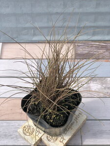 yԕczJ[[t JbNX uR 9cm|bg 1c