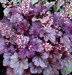 yԕczq[P VnC 9cm|bg 1c