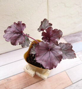 ԕc q[P XyoEh 9cm|bg 1c _ѐYȕio^ o^i햼 TerSpellbound io^ԍ 24962