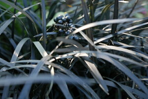 yԕczJ[[t  9cm|bg 1c