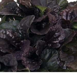 yԕczAWK ubNXJbv 9cm|bg 1c