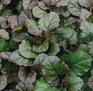 yԕczAWK uEn[g 9cm|bg 1c