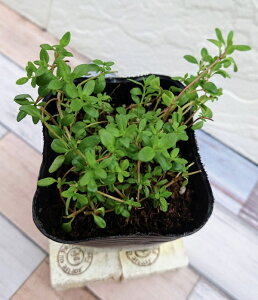 yԕczMJEX^C 9cm|bg 1c