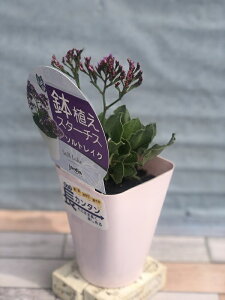 【花苗】鉢植えスターチス ソルトレイク 10.5cmポット 1苗