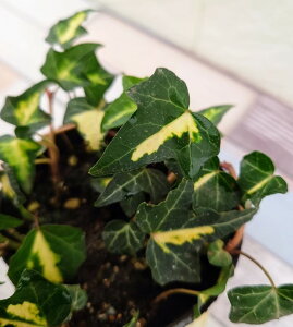 yԕczwfiACr[j S[hn[g 9cm|bg 1c