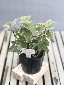 yԕczwfiACr[j GX^[ 9cm|bg 1c