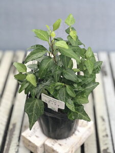 yԕczwfiACr[j fBPC 9cm|bg 1c