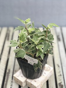 yԕczwfiACr[j ~j GX^[ 9cm|bg 1c