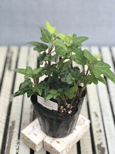 yԕczwfiACr[j VbN 9cm|bg 1c