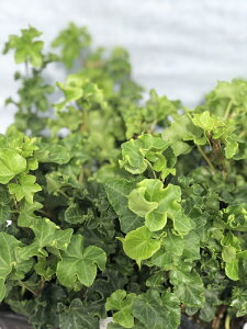 yԕczwfiACr[j p[T[ 9cm|bg 1c