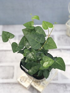 yԕczwfiACr[j T[N 9cm|bg 1c