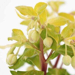 ԕc NX}X[Y S[huI 10.5cm|bg 1c