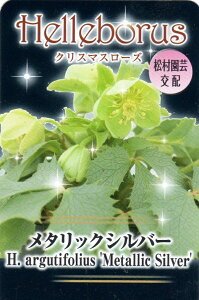 ԕc NX}X[Y ^bNVo[ 10.5cm|bg 1c