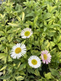 花苗 斑入り源平小菊（エリゲロン）10.5cmポット 1苗