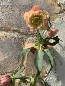 ԕc ~ṼNX}X[Y 񂸏f 9cm|bg 1c