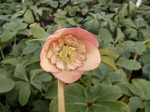 ԕc ~ṼNX}X[Y AvRbg I[PXg 9cm|bg 1c