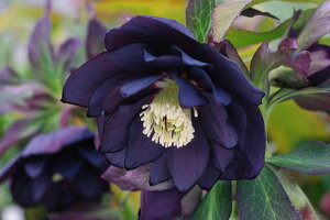 yԕcz~ṼNX}X[Y ubNX 9cm|bg 1c