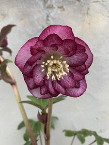 ԕc ~ṼNX}X[Y GKX [WNX^ 9cm|bg 1c