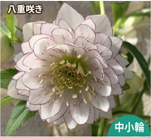 ԕc ~ṼNX}X[Y f9cm|bg 1c