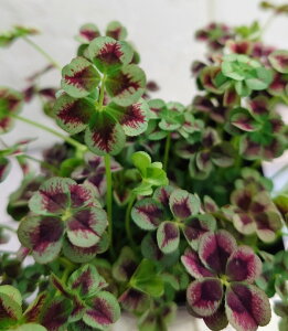 ԕc GWFN[o[ }bW 9cm|bg 1c _ѐYȕio^ o^i햼FVg̃hX }bW io^ԍF21545