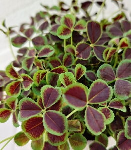 ԕc GWFN[o[ IjLX 9cm|bg 1c _ѐYȕio^ o^i햼FVg̃sAX IjLX io^ԍF21538