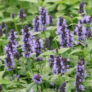 【花苗】アガスターシェ “ブラックアダー” 10.5cmポット 1苗