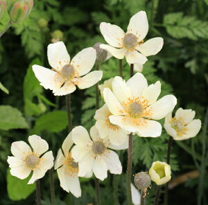 yԕczAll p}[^ 10.5cm|bg 1c