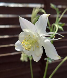 【花苗】西洋オダマキ(アキレギア) クリスタル 10.5cmポット 1苗