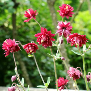 【花苗】西洋オダマキ(アキレギア) ボルドーバロー 10.5cmポット 1苗