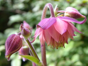 【花苗】西洋オダマキ(アキレギア) ローズバロー 10.5cmポット 1苗