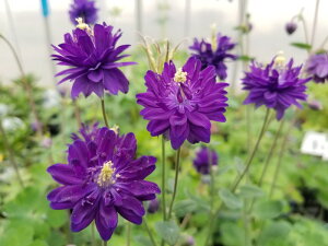 【花苗】西洋オダマキ(アキレギア) ブルーバロー 10.5cmポット 1苗