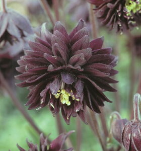 yԕczmI_}LiALMAj ubNo[ 10.5cm|bg 1c