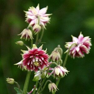 【花苗】西洋オダマキ(アキレギア) ノラバロー 10.5cmポット 1苗