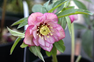 ԕc IG^XnCubhc NX}X[Y AbvsN_uidj9cm|bg 1c