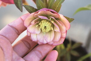 ԕc IG^XnCubhc NX}X[Y AvRbg _uiǔdj9cm|bg 1c