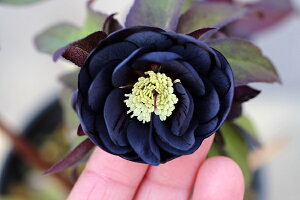 ԕc IG^XnCubhc NX}X[Y ubN _uidj9cm|bg 1c