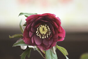 �ԕc �I���G���^���X�n�C�u���b�h�c �N���X�}�X���[�Y �_�[�N���b�h �_�u���i�����d�j9cm�|�b�g 1�c