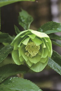 ԕc IG^XnCubhc NX}X[Y O[jbV _uiΔdj9cm|bg 1c