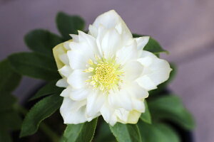 ԕc IG^XnCubhc NX}X[Y zCg _uidj9cm|bg 1c