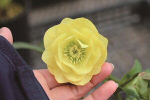 �ԕc �I���G���^���X�n�C�u���b�h�c �N���X�}�X���[�Y �C�G���[ �_�u���i�����d�j9cm�|�b�g 1�c